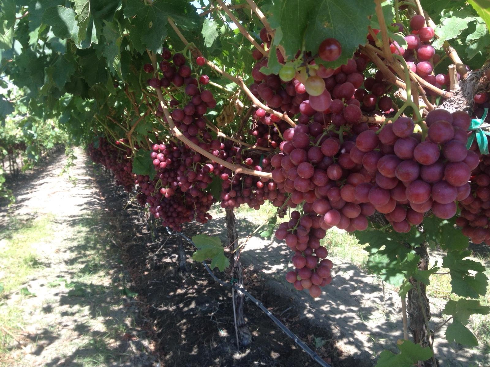 California Grown Grapes-1